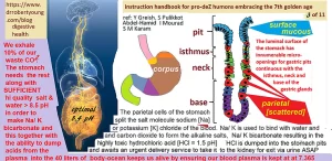 Important Physiological Processes to Understand the Real Purpose of the Alimentary Canal, Including the Stomach and Intestines